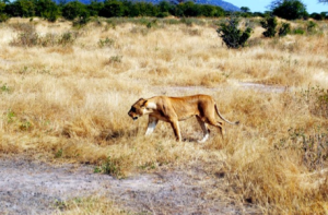On the safari I went on, we got to watch this female lion hunt impala (which are antelope type animals)